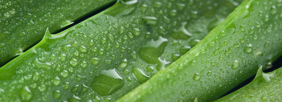 Soin du Visage - Gamme Aloe Vera & Thé Vert