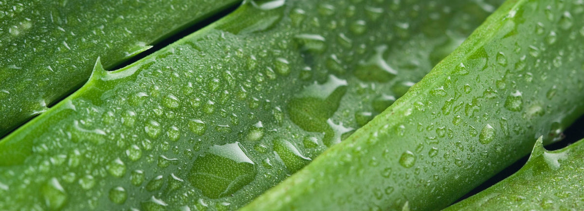 Soin du Visage - Gamme Aloe Vera & Thé Vert