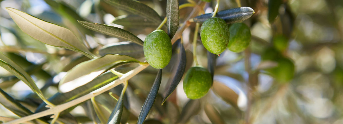 Soin du Visage - Gamme Olive