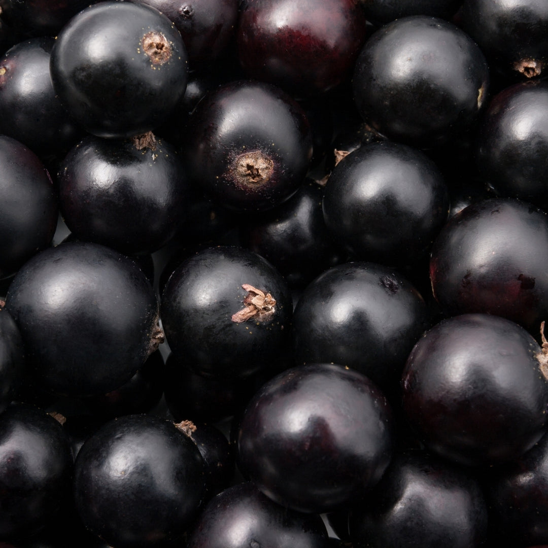 Un gros plan sur des cassis d'un violet foncé brillant, aux minuscules tiges brunes : une source d'inspiration parfaite pour la « Crème Douche Jasmin Cassis » de Le Petit Olivier, une crème de douche naturelle fabriquée en France.