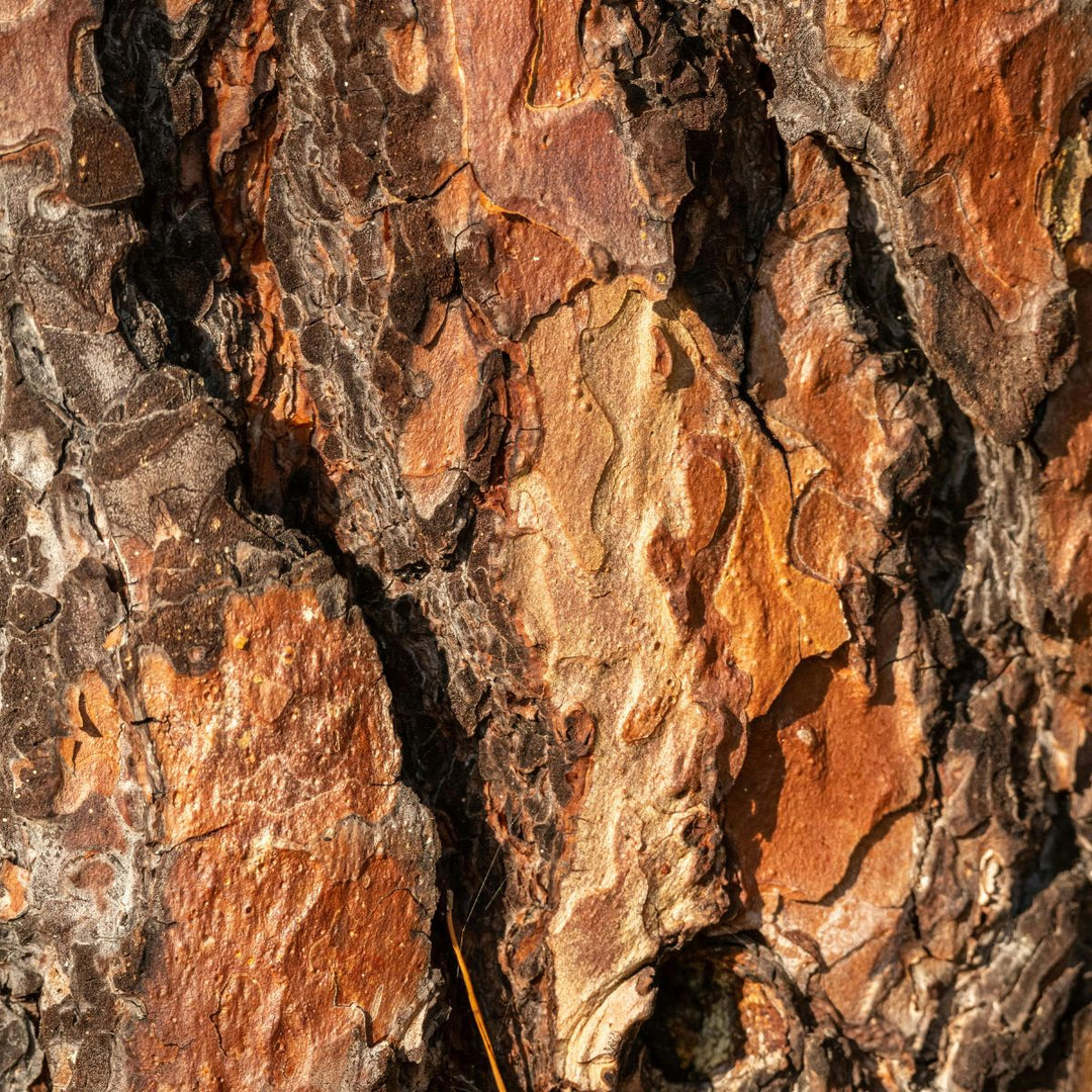 Gros plan sur une écorce d'arbre rugueuse aux nuances de marron, d'orange et de gris. Les sillons profonds et la texture rugueuse reflètent la force naturelle que l'on retrouve dans le gel douche pour homme « Le Petit Olivier » Énergisant - Fraîcheur Boisée.