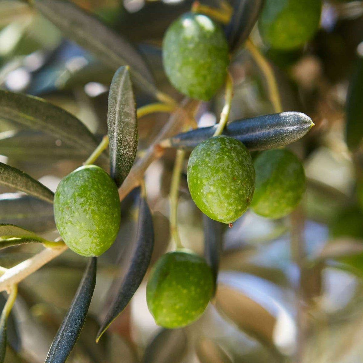Gros plan sur plusieurs olives vertes poussant sur une branche d'arbre aux feuilles allongées et vert foncé, à la lumière du soleil.