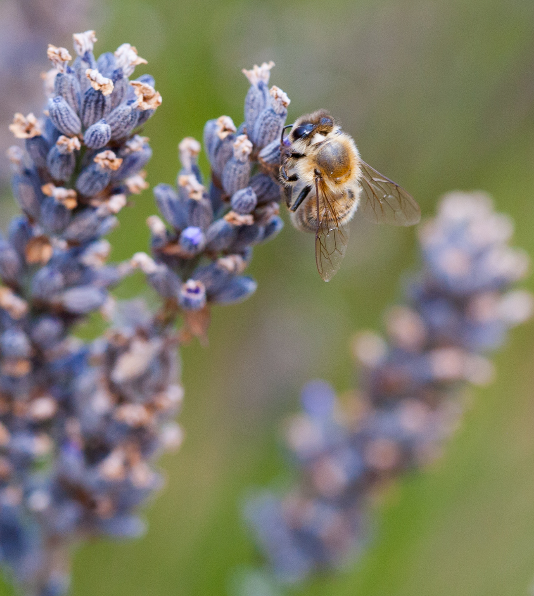 Abeille butinant de la lavande dans la nature 
