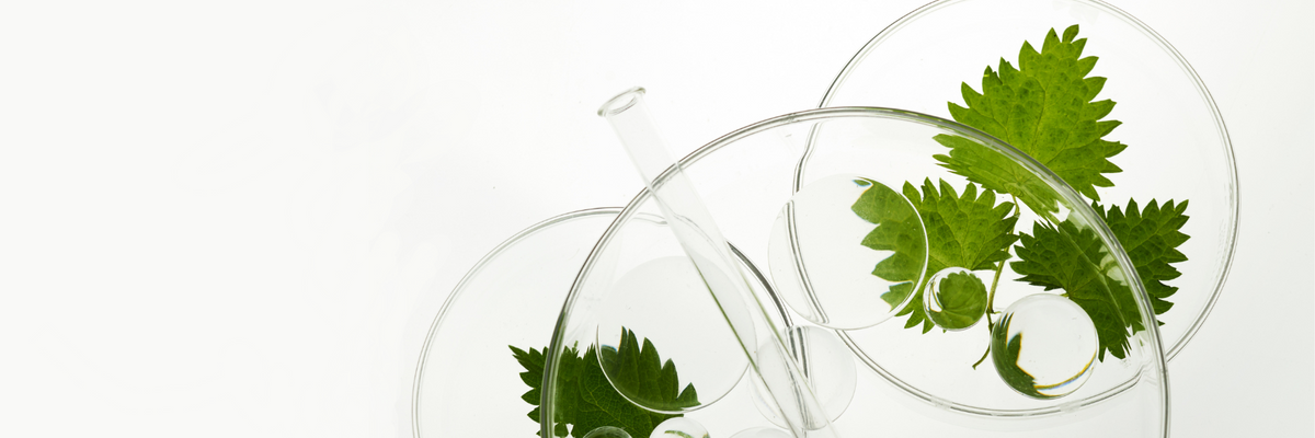 Des boîtes de Pétri en verre superposées contenant des feuilles vertes et une pipette en verre, le tout sur fond blanc.