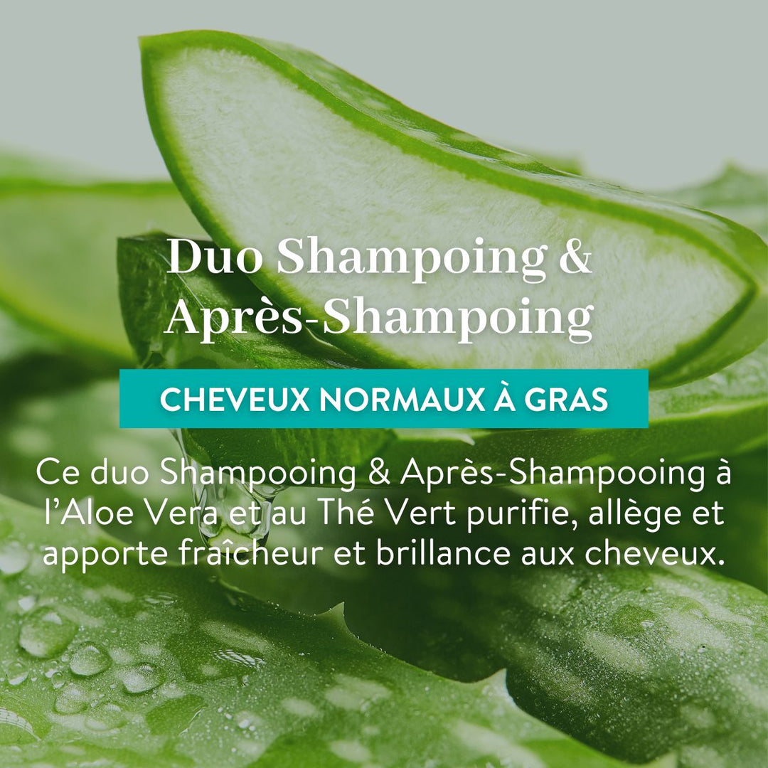 Gros plan sur des feuilles d'aloe vera fraîches, accompagné d'un texte présentant le duo « Le Petit Olivier : Shampooing et Après-shampooing - Cheveux Gras ». À base d'aloe vera et de thé vert, ce duo sans sulfate purifie, rafraîchit et apporte de la brillance aux cheveux normaux à gras.