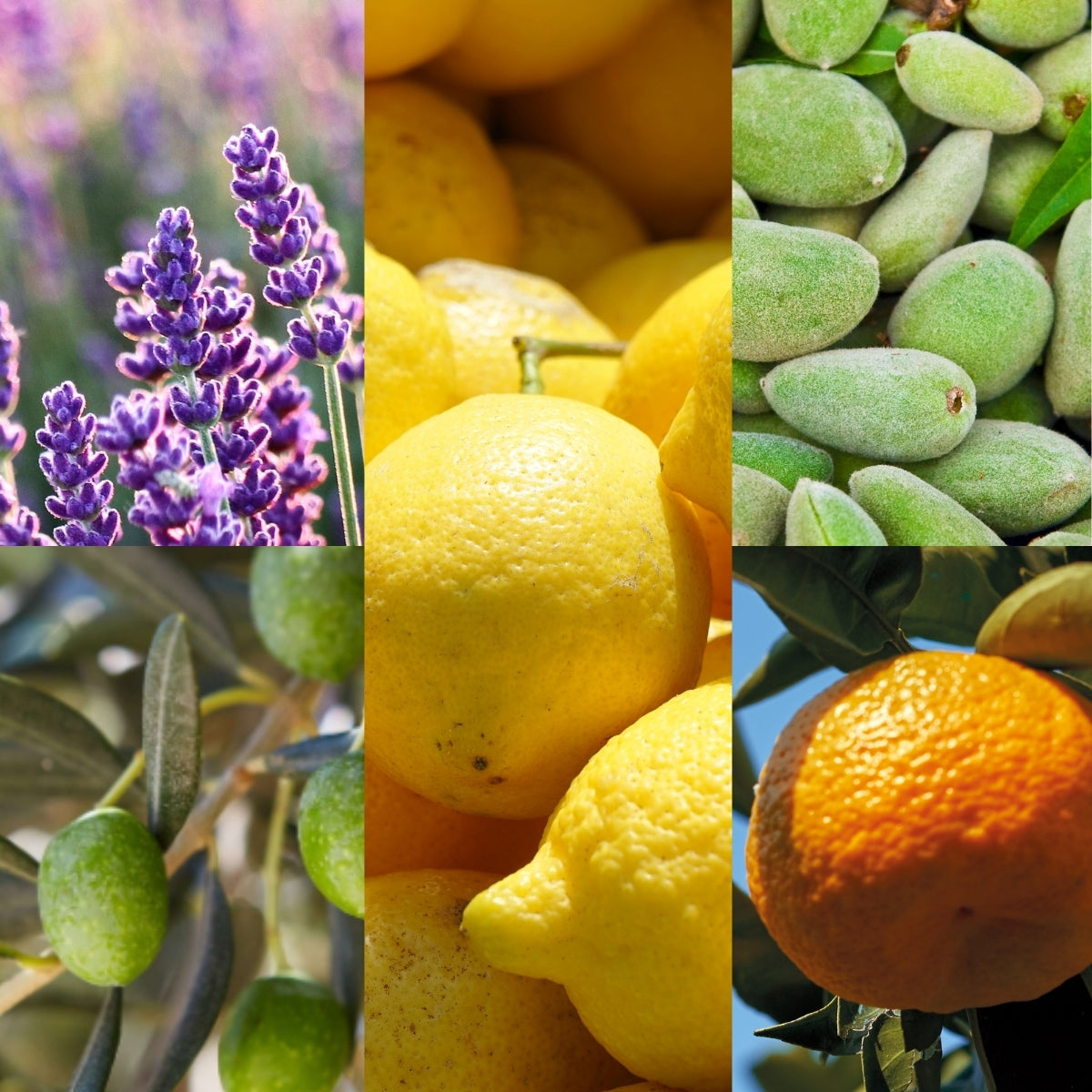 Un collage de six images — de la lavande, des amandes vertes, des citrons mûrs, des olives sur une branche et une orange — illustre les « Senteurs Provençales » que l'on retrouve dans le coffret « Senteurs Provençales » de Le Petit Olivier.