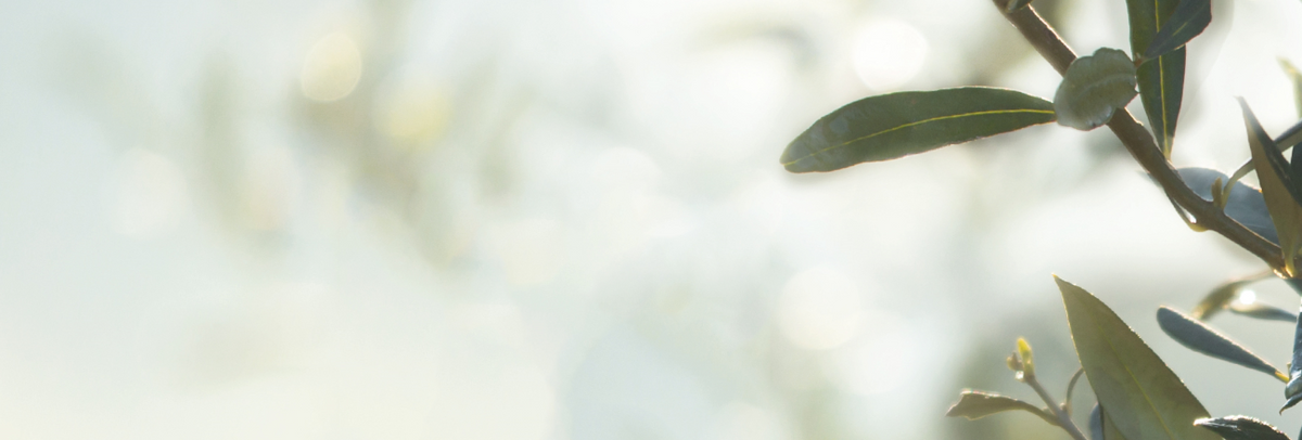  Branche d’olivier avec feuilles dans un environnement naturel 
