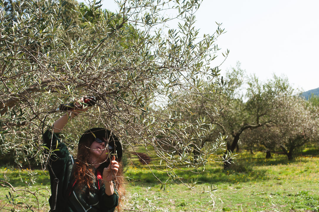 Une personne portant des lunettes de soleil et un chapeau taille les branches d'un olivier dans un verger ensoleillé, au milieu de la verdure et d'autres arbres.
