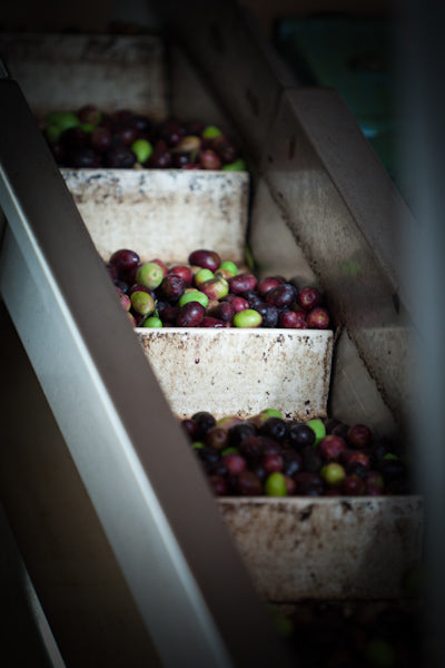 Gros plan sur des bacs remplis d'olives vertes et violettes posés sur un tapis roulant, probablement dans une usine de transformation ou de tri.