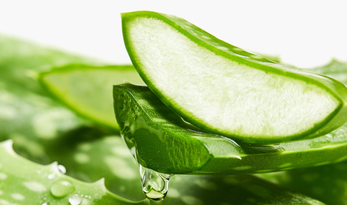 Gros plan sur des feuilles d'aloe vera fraîches et vertes, dont l'une est coupée en deux, dévoilant son gel transparent et juteux. Une gouttelette de gel s'écoule du bord coupé, soulignant l'hydratation de la plante.