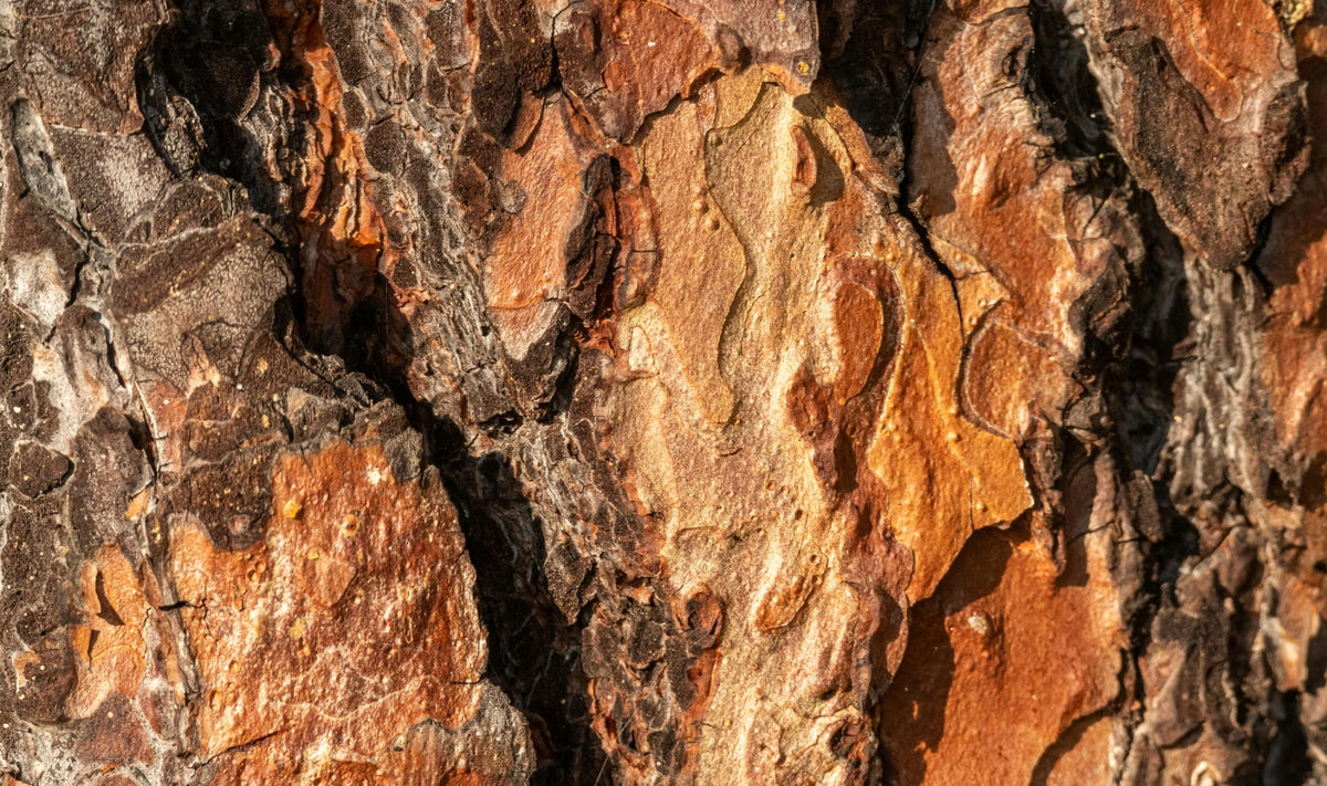 Gros plan sur l'écorce rugueuse d'un arbre, présentant des sillons profonds et des couches texturées dans des nuances de marron, de beige et d'orange, éclairée par la lumière du soleil.