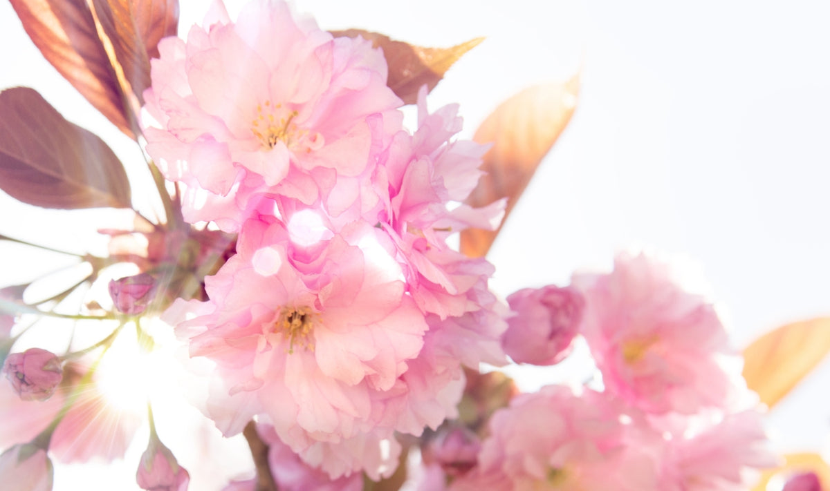 Gros plan sur des fleurs de cerisier d'un rose tendre en pleine floraison, avec la lumière du soleil filtrant à travers les pétales et des feuilles floues en arrière-plan.