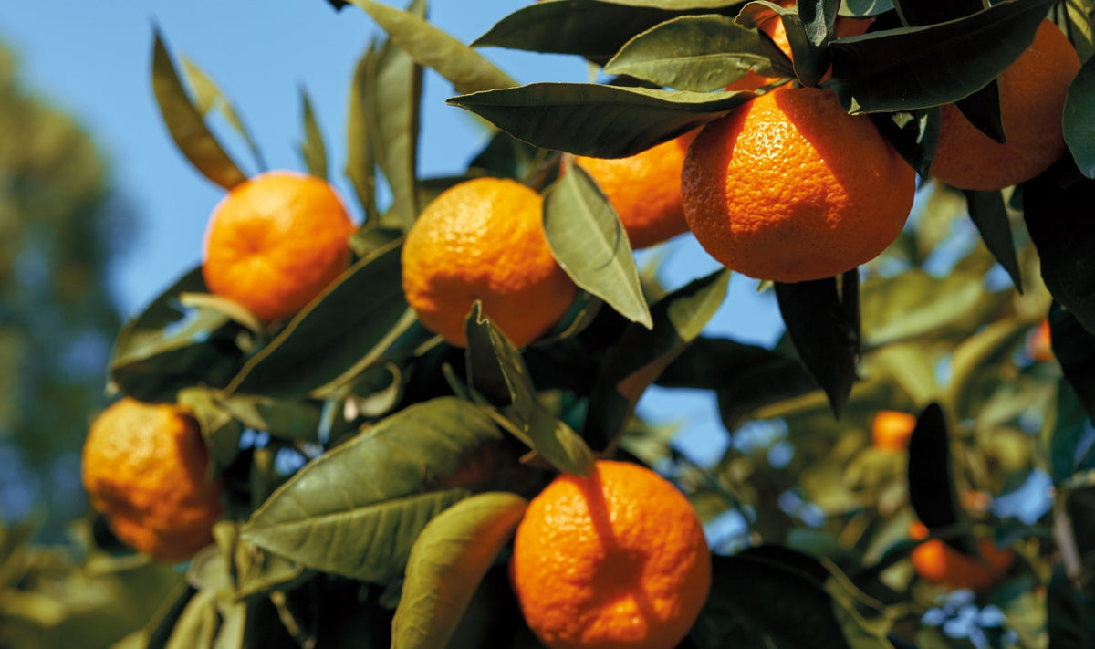 Des mandarines d'un orange vif pendent à une branche feuillue, sur fond de ciel bleu limpide, tandis que la lumière du soleil met en valeur ces fruits brillants et les feuilles vertes.
