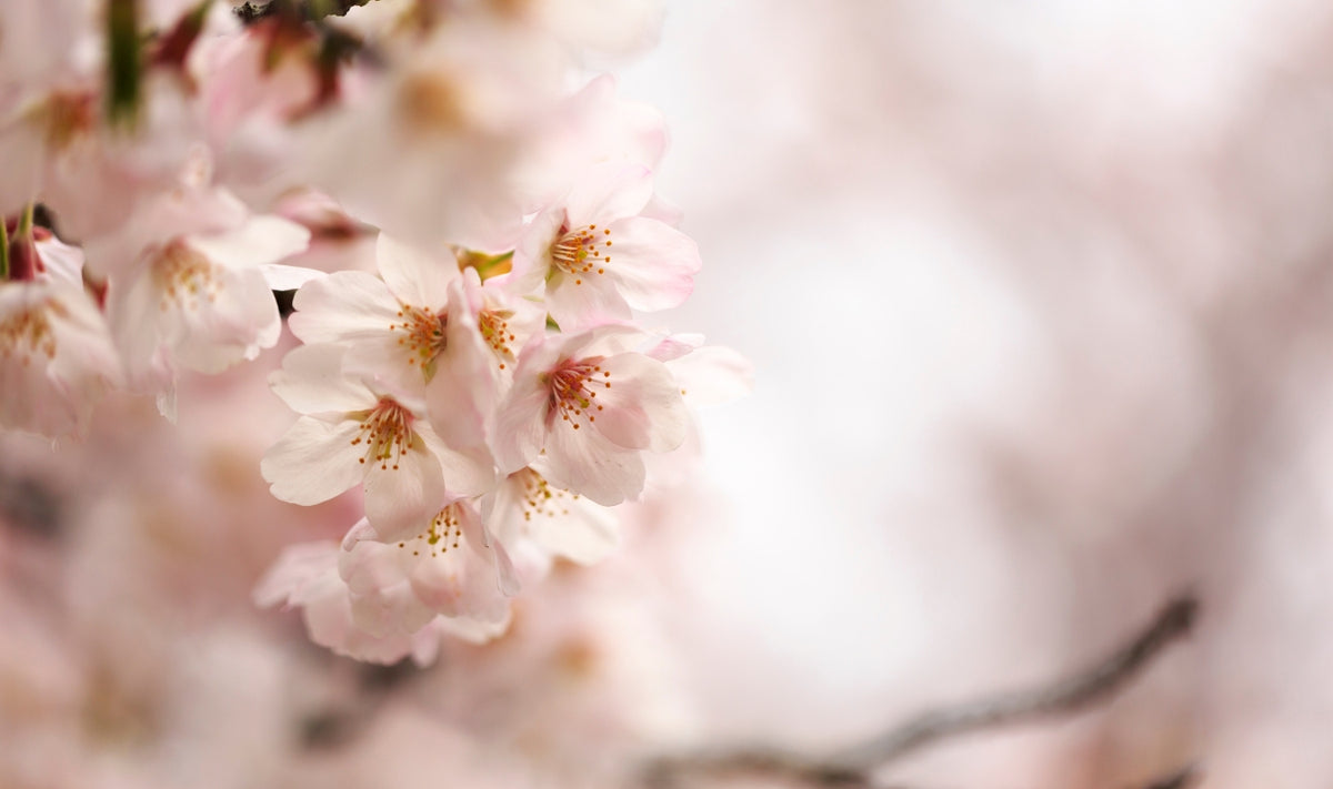 Gros plan sur des fleurs de cerisier rose pâle regroupées sur une branche, avec en arrière-plan un flou doux composé d'autres fleurs et de lumière, créant une atmosphère printanière apaisante.