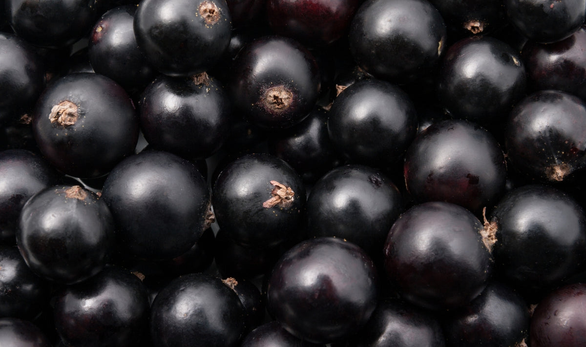 Gros plan sur un tas de cassis à la peau lisse et brillante, d'un violet foncé, sur certaines baies dont on distingue de petites tiges séchées.