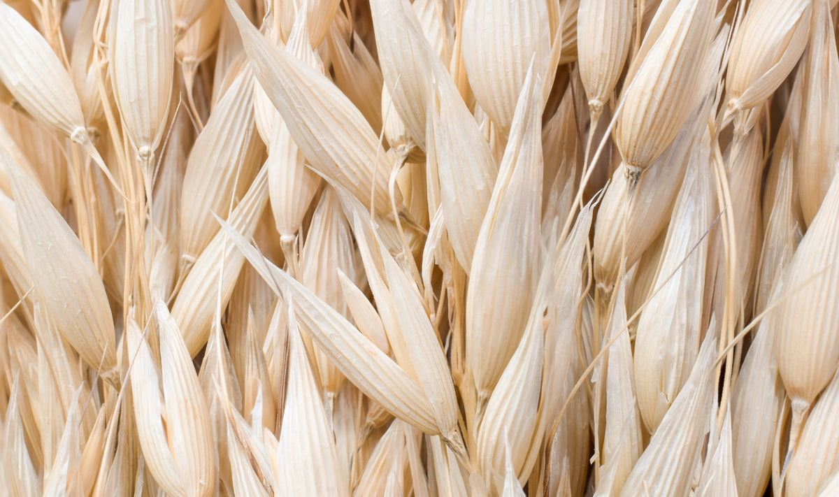 Gros plan sur de nombreuses enveloppes de grains d'avoine, mettant en évidence leur forme allongée et pointue ainsi que leur couleur beige clair ; elles sont disposées de manière très serrée, à la verticale.