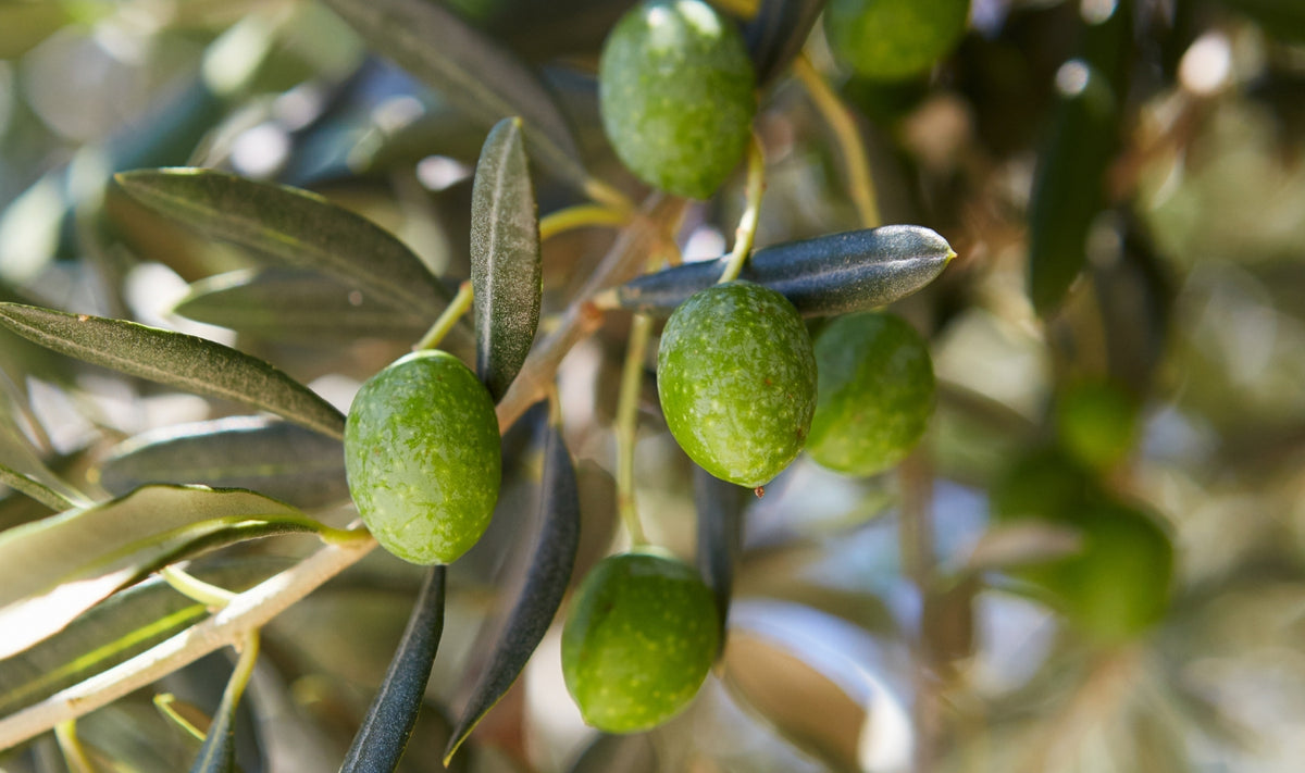 Gros plan sur des olives vertes poussant sur une branche d'arbre aux feuilles allongées, d'un vert argenté ; la lumière du soleil met en valeur la texture des olives et des feuilles.