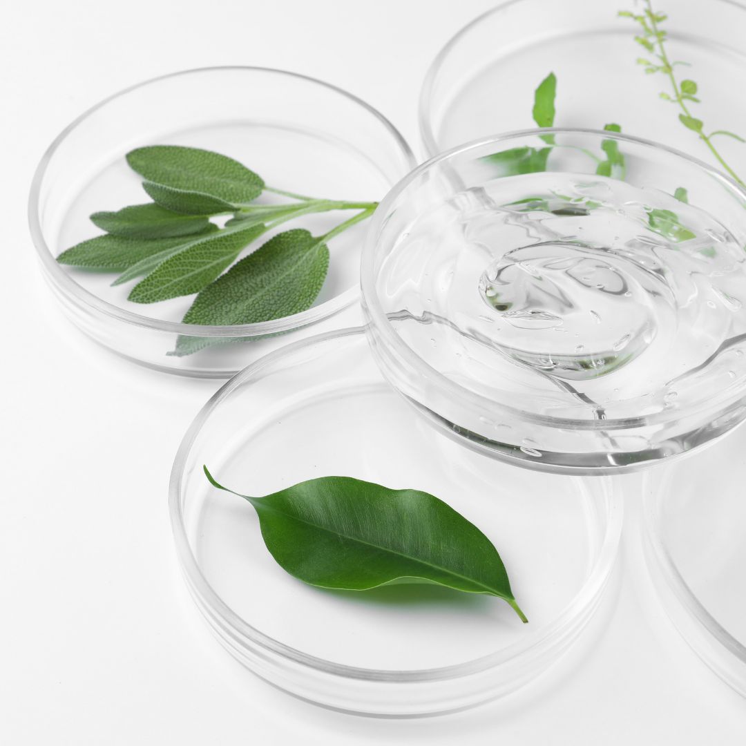 Des boîtes de Pétri transparentes contenant des feuilles vertes et du gel transparent, disposées sur une surface blanche, évoquant une expérience botanique ou scientifique.