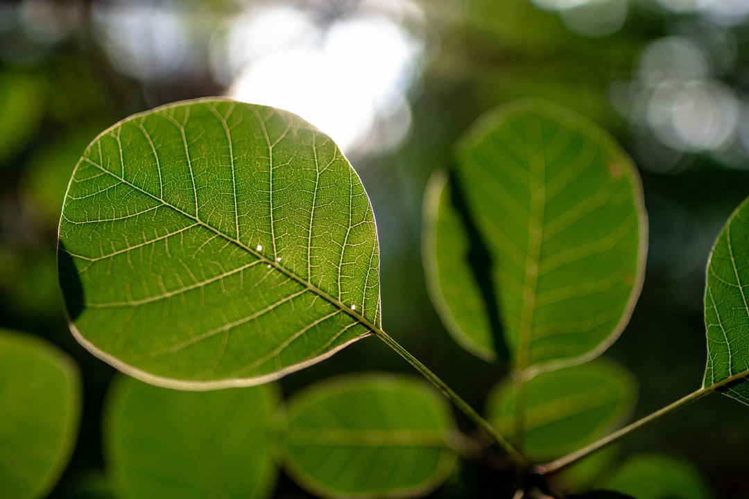 Gros plan sur plusieurs feuilles vertes à travers lesquelles filtrent les rayons du soleil, mettant en valeur leurs nervures et leur texture. L'arrière-plan est flou, ce qui permet de mettre l'accent sur la structure détaillée des feuilles au premier plan.