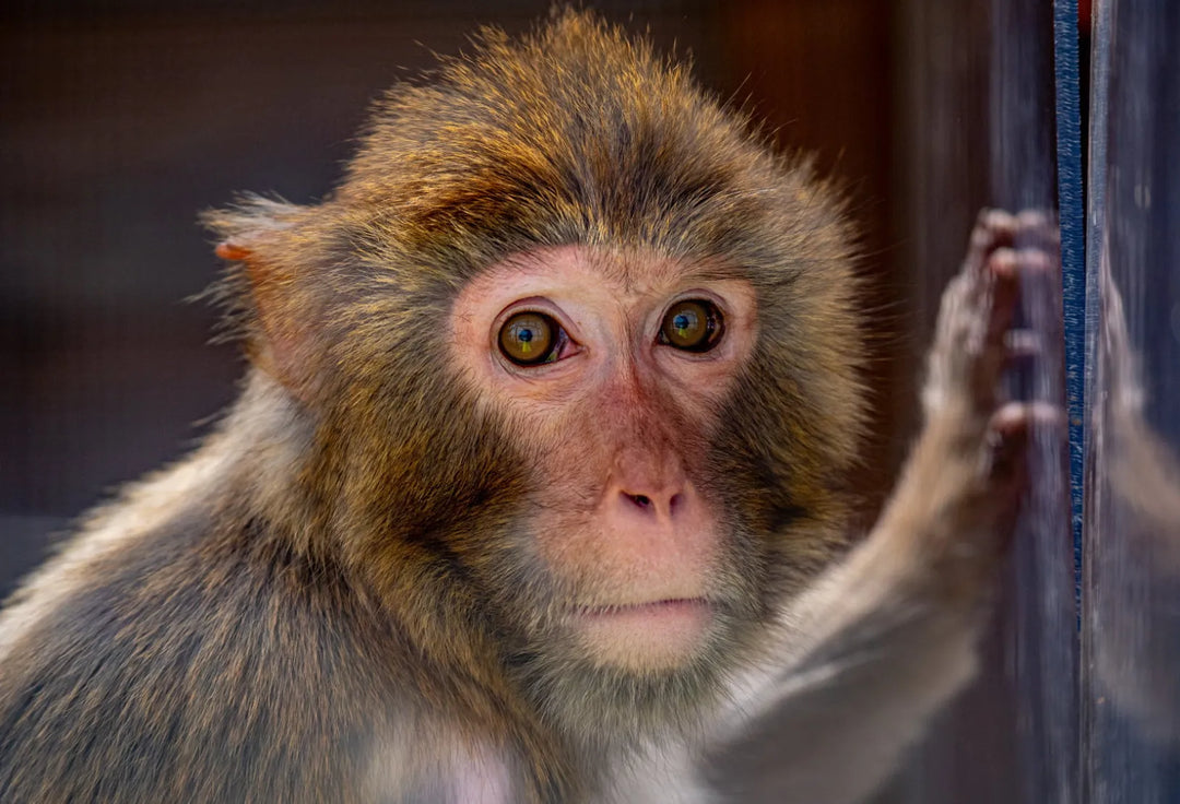 Singe brun clair fixant la caméra
