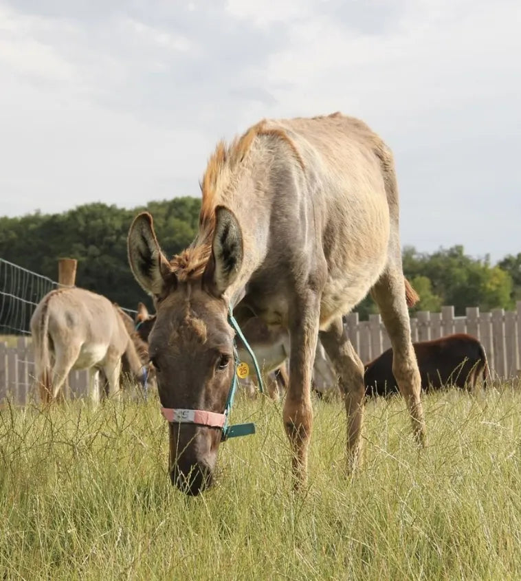  Trois chevaux broutant de l’herbe en pleine nature 