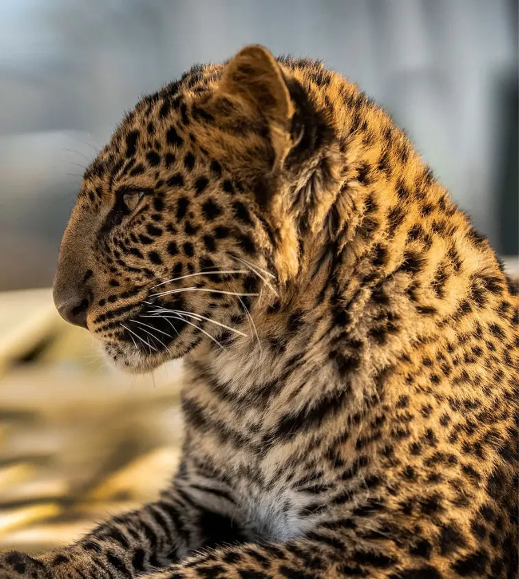 Tigre de profil 